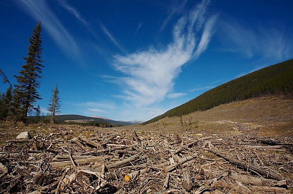 포토 JPG 해외이미지 유적 사람없음 환경 숲 자르기 통나무 잡동사니 벌목 생태학 해외202004 해외포토 나무 전통 교육 모션 파일형식 이미지허브