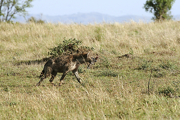 포토 JPG 해외이미지 동물 야생동물 밭 아프리카 자연 휴가 따뜻함 국립공원 사람없음 뜨거움 사파리 육식동물 케냐 세렝게티 탄자니아 해외202004 해외포토 공원 나라 농업 생태계 파일형식 이미지허브