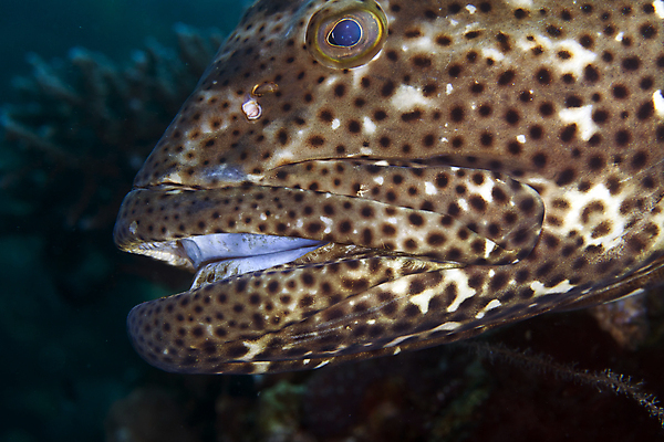 포토 JPG 해외이미지 바다 여행 표면 어류 사람없음 물 파란색 평화 우주 수중 어둠 고요 아래 다이빙 초대 장면 깊이 침몰 해외202004 해외포토 자연요소 컬러 컨셉 수영 수중동물 방향 위치 수중스포츠 파일형식 이미지허브