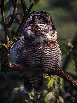 포토 JPG 해외이미지 나무 동물 야생동물 백그라운드 겨울 자연 조류 앉기 사람없음 야외 목재 초록색 갈색 흰색 관찰 콜롬비아 숲 먹이 육식동물 부엉이 사냥꾼 내추럴 전국 해외202004 해외포토 식물 직업 계절 컬러 재료 모션 남아메리카 생태계 파일형식 이미지허브