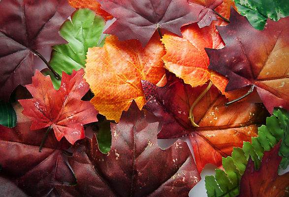 포토 JPG 해외이미지 디자인 계절 백그라운드 잎 오렌지 자연 날씨 사람없음 빨간색 초록색 노란색 가을 해외202004 해외포토 식물 컬러 과일 생태계 파일형식 이미지허브