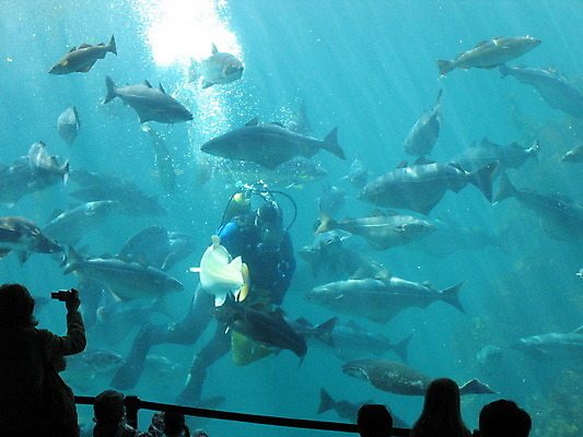 포토 JPG 해외이미지 실루엣 실내 어류 사람 여러명 상반신 파란색 카메라 수중 잠수부 군중 수족관 잠수복 아쿠아리움 해외202004 해외포토 옷 컬러 다수 촬영기법 내부 전자제품 수중동물 전문직 파일형식 이미지허브
