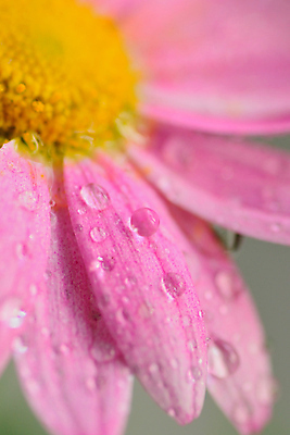 포토 JPG 해외이미지 식물 계절 꽃잎 꽃 분홍색 꽃다발 백그라운드 꽃무늬 자연 발렌타인데이 사랑 사람없음 장식 세로 물 컬러풀 노란색 봄 젖음 벚꽃 흰색 물방울 신선 달콤 떨어짐 이슬 묘사 싱글 데이지 부드러움 거베라 고립 꽃수술 해외202004 해외포토 자연요소 감정 컬러 컨셉 무늬 데이이벤트 감각 맛 생태계 파일형식 이미지허브