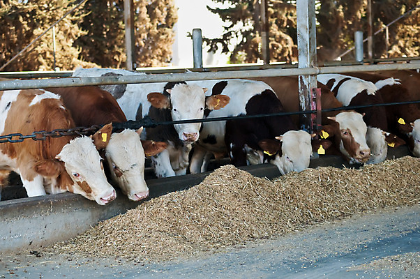 포토 JPG 해외이미지 동물 응시 포유류 주택 요정 실내 3 사람 사람없음 농장 우유 금지 슬픔 소 헛간 이스라엘 해외202004 해외포토 시선 감정 농업 유제품 내부 건물 저장고 서아시아 파일형식 이미지허브