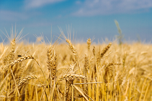 포토 JPG 해외이미지 식물 음식 빵 줄기 백그라운드 컨셉 밭 농업 자연 풍경 사람없음 여름 농작물 태양 농장 노란색 수확 시골 황금 낟알 시리얼 밀 귀 밭일 숙성 호밀 해외202004 해외포토 자연요소 계절 산업 컬러 곡류 신체부위 생태계 파일형식 이미지허브