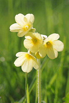 포토 JPG 해외이미지 식물 꽃잎 꽃 꽃무늬 자연 사람없음 초록색 노란색 맑음 봄 벚꽃 해외202004 해외포토 계절 컬러 무늬 날씨 생태계 파일형식 이미지허브