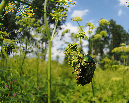 포토 JPG 해외이미지 꽃 분홍색 곤충 안테나 사람없음 빨간색 초록색 프랑스 껍질 수분 딱정벌레 묘사 꽃가루 집게발 해외202004 해외포토 식물 동물 유럽 컬러 통신 가루 파일형식 이미지허브