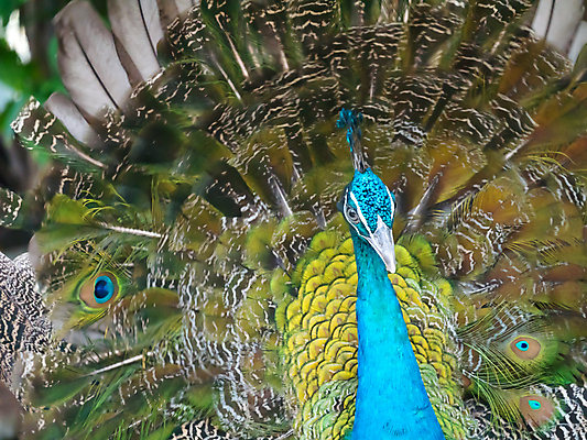 포토 JPG 해외이미지 디자인 여자 남자 유럽 야생동물 조류 왕관 동물원 사람없음 야외 장식 초록색 컬러풀 걷기 활발 도전 춤 우아함 공작 인도인 전시회 심볼 깃털 묘사 질감 꼬리 쇼 보여주기 내추럴 터키석 해외202004 해외포토 외국인 동물 나라 컬러 컨셉 모션 문화예술 사람 동양인 전시 보석 파일형식 이미지허브