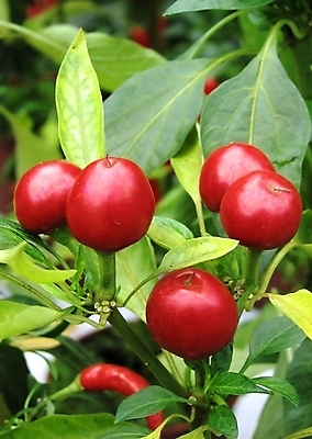 포토 JPG 해외이미지 식물 음식 잎 채소 고추 요리 사람없음 주방 신선 뜨거움 양념 먹기 페퍼로니 해외202004 해외포토 모션 소시지 파일형식 이미지허브