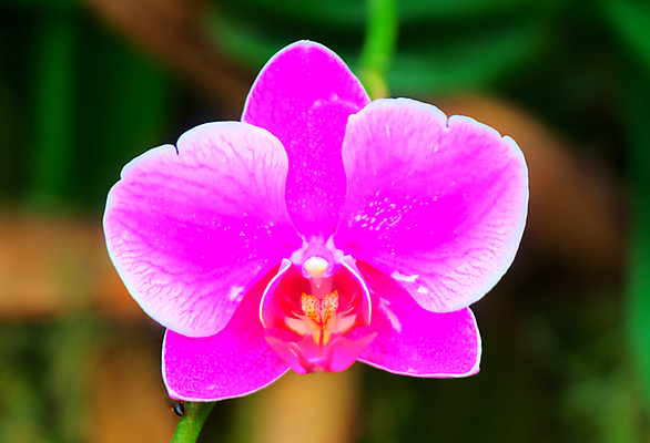 포토 JPG 해외이미지 식물 공원 꽃잎 꽃 아시아 줄기 섬 백그라운드 컨셉 자연 사람없음 야외 초록색 여름 머리 우주 환경 정원 스파 침묵 봄 성장 신선 난초 우아함 허브 싱글 아로마 아로마테라피 알로에 해외202004 해외포토 계절 공공시설 나라 컬러 신체부위 소리 생태계 테라피 파일형식 이미지허브