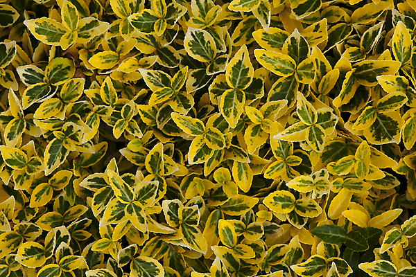 포토 JPG 해외이미지 식물 백그라운드 패턴 자연 사람없음 초록색 노란색 질감 내추럴 해외202004 해외포토 컬러 무늬 생태계 파일형식 이미지허브