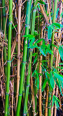 포토 JPG 해외이미지 나무 식물 줄기 백그라운드 잎 밭 자연 풍경 사람없음 목재 초록색 여름 환경 정원 미국 중국 봄 성장 나뭇가지 신선 닫기 호주 주식 숲 허브 대나무 질감 내추럴 이국적 해외202004 해외포토 계절 아시아 컬러 북아메리카 농업 재료 모션 금융 오세아니아 생태계 파일형식 이미지허브