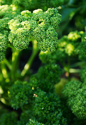 포토 JPG 해외이미지 식물 음식 백그라운드 잎 채소 자연 추상 파슬리 건강 사람없음 야외 초록색 컬러풀 정원 수확 성장 가을 허브 향신료 유기농 원예 내추럴 채식주의자 많음 비건 해외202004 해외포토 웰빙 계절 컬러 컨셉 무늬 농업 취미 생태계 채식 향미료 파일형식 이미지허브