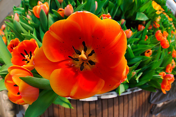 포토 JPG 해외이미지 디자인 외관 꽃 자연 주택 풍경 잔디 사람없음 야외 장식 초록색 여름 평화 정원 침묵 매력적 벚꽃 바위 백합 원예 조경 화단 내추럴 영원 원예사 해외202004 해외포토 식물 직업 계절 컬러 컨셉 취미 건물 소리 돌_바위 생태계 파일형식 이미지허브