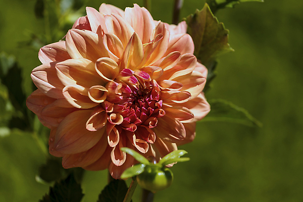 포토 JPG 해외이미지 식물 계절 공원 꽃잎 꽃 문화 분홍색 여행 백그라운드 잎 꽃무늬 밭 오렌지 자연 하늘 연꽃 풍경 사람없음 야외 장식 빨간색 물 여름 파란색 빛 컬러풀 햇빛 노란색 정원 맑음 보라색 봄 활발 벚꽃 흰색 연못 신선 개화 6월 원예 장면 내추럴 패드 해외202004 해외포토 자연요소 공공시설 컬러 컨셉 무늬 농업 과일 날씨 취미 태양 날짜 생태계 파일형식 이미지허브