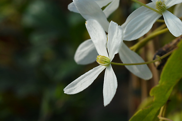 포토 JPG 해외이미지 식물 꽃 잎 자연 사람없음 야외 초록색 정원 봄 흰색 닫기 포도나무 해외202004 해외포토 계절 컬러 모션 과일나무 생태계 파일형식 이미지허브