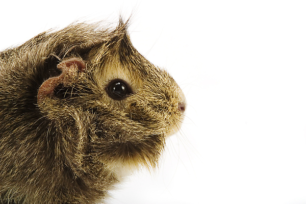 포토 JPG 해외이미지 동물 포유류 수염 털 사람없음 반려동물 갈색 검은색 흰색 돼지 설치류 작음 모피 자르기 코 귀 고립 해외202004 해외포토 컬러 모션 신체부위 크기 파일형식 이미지허브