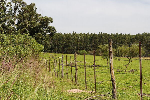 포토 JPG 해외이미지 꽃 산업 백그라운드 밭 농업 자연 풍경 사람없음 초록색 여름 농장 미국 가축 소고기 시골 개울 소 밀 각도 아르헨티나 밭일 해외202004 해외포토 식물 동물 계절 컬러 북아메리카 포유류 곡류 육류 강 남아메리카 생태계 파일형식 이미지허브