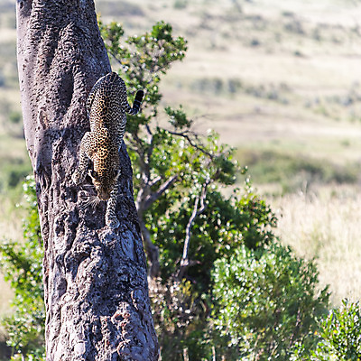 포토 JPG 해외이미지 주간 나무 동물 공원 야생동물 신체 아프리카 자연 새로움 사람없음 야외 초록색 여름 고양이 점 유연 가득함 사파리 케냐 표범 남아프리카 무료 탄자니아 해외202004 해외포토 자연요소 식물 계절 공공시설 나라 컬러 컨셉 포유류 반려동물 생태계 파일형식 이미지허브
