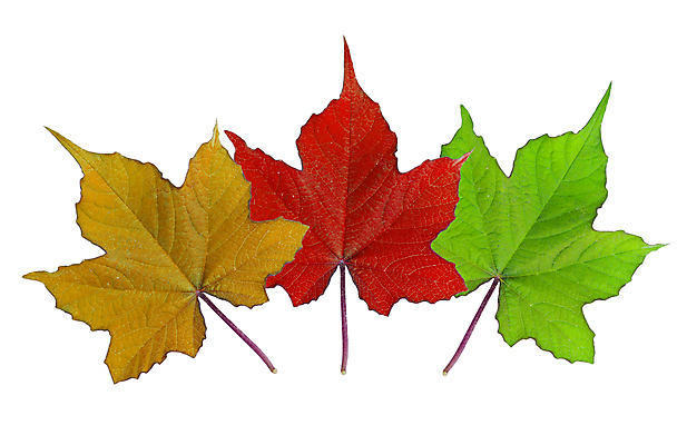 포토 JPG 해외이미지 식물 디자인 계절 단풍 잎 오렌지 자연 사람없음 장식 빨간색 초록색 여름 컬러풀 갈색 노란색 환경 활발 가을 흰색 인사 그룹 변화 황금 선택 흰배경 모음 10월 강렬 고립 엘리먼트 많음 해외202004 해외포토 컬러 백그라운드 컨셉 과일 예절 날짜 생태계 파일형식 이미지허브