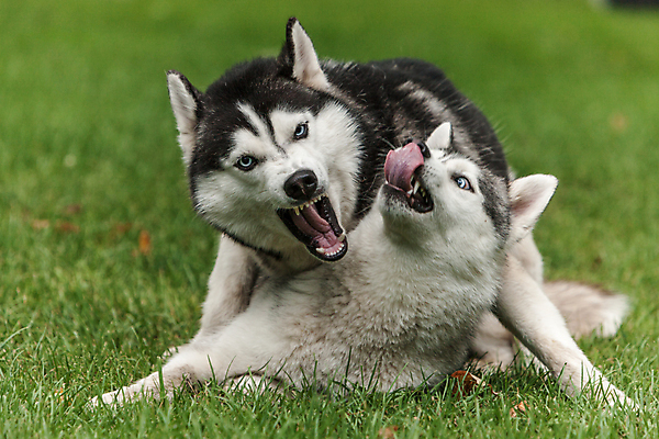 포토 JPG 해외이미지 동물 응시 공원 여자 남자 행복 포유류 자연 털 사람없음 야외 초록색 여름 파란색 반려동물 햇빛 맑음 봄 흰색 개 숲 북극 주둥이 늑대 알래스카 송곳니 거짓말 기르기 시베리아 유래 총구 해외202004 해외포토 시선 계절 공공시설 감정 컬러 날씨 사람 태양 미국 치아 극지방 생태계 돌봄 파일형식 이미지허브