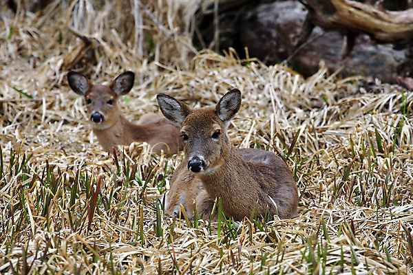포토 JPG 해외이미지 나무 동물 계절 공원 야생동물 밭 포유류 자연 휴식 뿔 사람없음 야외 갈색 머리 쌓기 달러 흰색 나뭇가지 시골 숲 방목 바퀴자국 싱글 꼬리 사냥 귀 내추럴 동물상 아기사슴 암사슴 해외202004 해외포토 식물 공공시설 새끼 컬러 컨셉 돈 농업 자국 모션 사슴 신체부위 조형물 축산업 암컷 생태계 파일형식 이미지허브