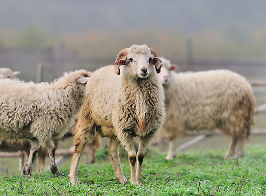 포토 JPG 해외이미지 동물 응시 시선 얼굴 패턴 농업 포유류 자연 털 육류 사람없음 농장 안개 흰색 시골 양 호주 군중 주식 굽기 호기심 부드러움 양고기 바비큐립 양모 관심 대칭 방목장 줄서기 해외202004 해외포토 감정 산업 컬러 컨셉 무늬 식재료 모션 날씨 사람 신체부위 금융 직물 감각 오세아니아 바비큐 구이 생태계 파일형식 이미지허브
