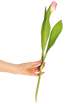 포토 JPG 해외이미지 식물 1 손 계절 여자 꽃잎 꽃 길 줄기 분홍색 잎 꽃무늬 손가락 자연 휴가 선물 사람 사람없음 세로 초록색 귀여움 봄 터치 튤립 벚꽃 흰색 잡기 개화 우아함 4월 자르기 허브 피부 오브젝트 싱글 우수 해외202004 해외포토 컬러 컨셉 무늬 모션 신체부위 날짜 절기 생태계 파일형식 이미지허브