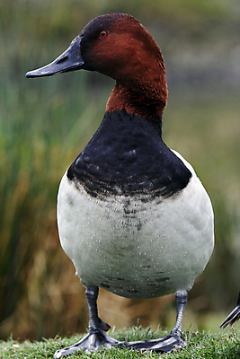 포토 JPG 해외이미지 남자 야생동물 자연 조류 오리 사람없음 습지 물새 동물상 해외202004 해외포토 동물 사람 조형물 생태계 파일형식 이미지허브