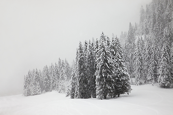 포토 JPG 해외이미지 주간 나무 겨울 자연 사람없음 야외 눈 흐림 겨울풍경 해외202004 눈덮임 해외포토 자연요소 식물 계절 컨셉 날씨 풍경 생태계 파일형식 이미지허브