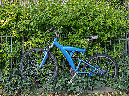 포토 JPG 해외이미지 식물 잎 자연 사람없음 파란색 울타리 자전거 성장 버리기 순환 아이비 방치 철책 페달 해외202004 해외포토 컬러 모션 담장 바이크 생태계 파일형식 이미지허브