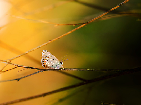 포토 JPG 해외이미지 식물 동물 나비 곤충 날개 자연 안테나 사람없음 초록색 여름 갈색 노란색 검은색 활발 나뭇가지 점 닫기 남색 해외202004 해외포토 나무 계절 컬러 컨셉 통신 모션 생태계 파일형식 이미지허브