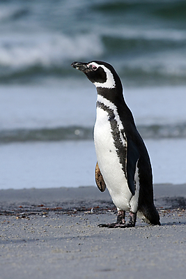 포토 JPG 해외이미지 동물 야생동물 자연 조류 사람없음 남극 펭귄 해외202004 해외포토 극지방 생태계 파일형식 이미지허브