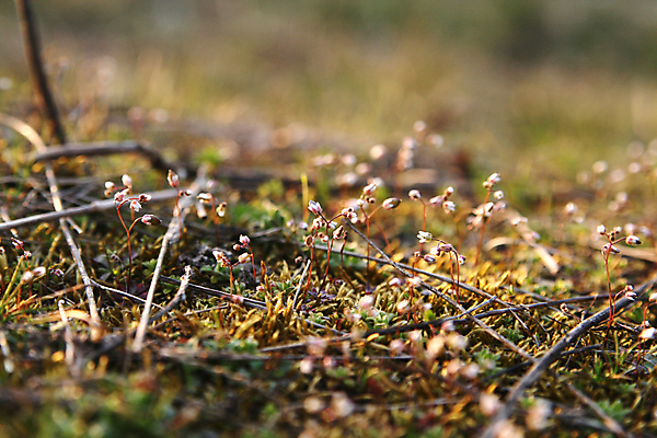 포토 JPG 해외이미지 꽃 지구 아침 이끼 사람없음 맑음 봄 나뭇가지 작음 해외202004 해외포토 주간 나무 식물 계절 날씨 크기 파일형식 이미지허브