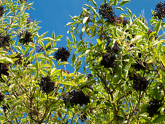 포토 JPG 해외이미지 식물 열매 음식 잎 과일 자연 건강 사람없음 야외 초록색 파란색 약 농장 정원 검은색 가을 나뭇가지 시골 약초 밭일 해외202004 해외포토 나무 계절 컬러 농업 의학 풀_식물 생태계 파일형식 이미지허브