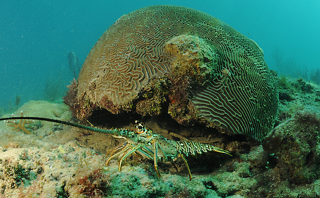 포토 JPG 해외이미지 동물 야생동물 스포츠 바다 여행 백그라운드 자연 조개 바닥 갑각류 어류 사람없음 야외 초록색 물 바닷속 수중 수영 스노클링 산호 잠수부 가재 바닷가재 다이빙 암초 내추럴 이국적 플로리다 해외202004 해외포토 자연요소 컬러 어패류 미국 수중동물 수상스포츠 자포동물 전문직 생태계 수중스포츠 파일형식 이미지허브