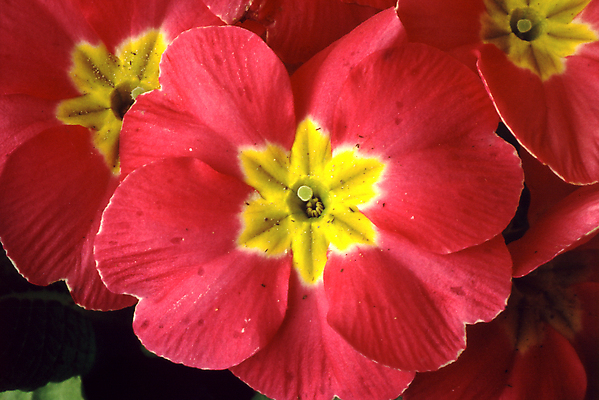 포토 JPG 해외이미지 식물 꽃 백그라운드 잎 자연 발렌타인데이 사람없음 장식 초록색 물 정원 봄 젖음 성장 벚꽃 개화 떨어짐 프리뮬러 해외202004 해외포토 자연요소 계절 컬러 컨셉 데이이벤트 생태계 파일형식 이미지허브