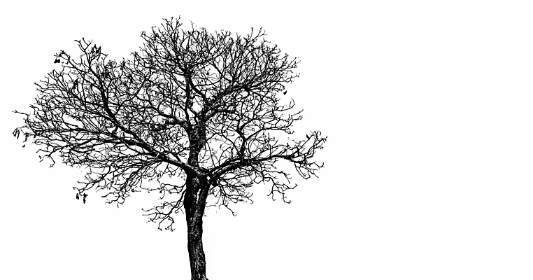 포토 JPG 해외이미지 모양 나무 식물 실루엣 백그라운드 컨셉 잎 겨울 패턴 일러스트 자연 추상 흑백 미술 풍경 사람없음 야외 목재 장식 환경 정원 검은색 어둠 할로윈 슬픔 성장 가을 흰색 나뭇가지 죽음 숲 그림 질감 내추럴 고립 엘리먼트 카피스페이스 해외202004 해외포토 계절 감정 컬러 무늬 재료 문화예술 촬영기법 공백 생태계 파일형식 이미지허브