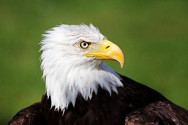 포토 JPG 해외이미지 야생동물 날개 자연 조류 사람없음 노란색 미국 힘 자유 흰색 보호 먹이 심볼 깃털 부리 독수리 대머리 사냥꾼 애국심 리갈 해외202004 해외포토 동물 직업 헤어스타일 컬러 컨셉 북아메리카 생태계 파일형식 이미지허브