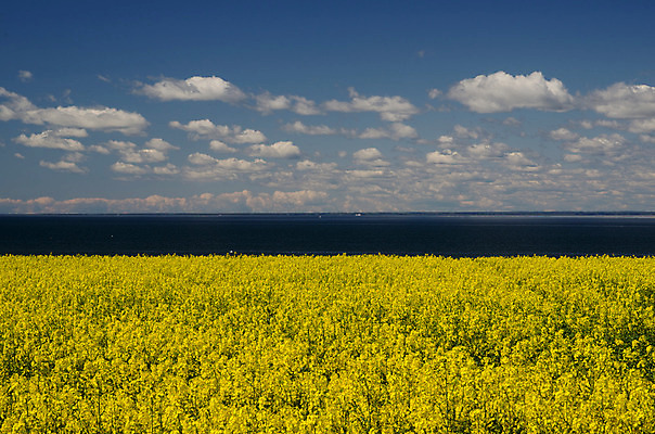 포토 JPG 해외이미지 나무 구름 백그라운드 밭 농업 하늘 씨앗 풍경 사람없음 물 파란색 농작물 농장 노란색 환경 성장 흰색 시골 황금 유채 땅바닥 밭일 생태학 해외202004 해외포토 자연요소 식물 교육 꽃 산업 컬러 바닥 파일형식 이미지허브