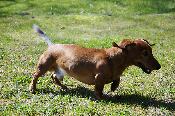 포토 JPG 해외이미지 동물 응시 행복 새끼 백그라운드 장난 포유류 자연 털 앉기 사람없음 야외 빨간색 반려동물 갈색 점프 기쁨 흰색 소시지 개 달콤 강아지 작음 자르기 닥스훈트 사냥개 귀 주둥이 송곳니 강렬 고립 기르기 유래 총구 해외202004 해외포토 시선 감정 컬러 모션 신체부위 가공식품 맛 치아 크기 생태계 돌봄 파일형식 이미지허브