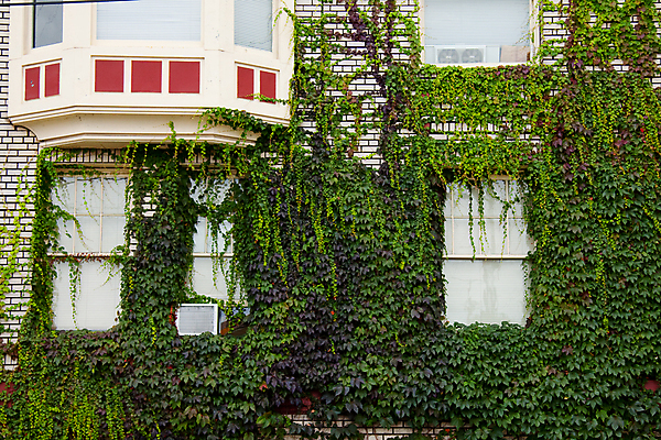 포토 JPG 해외이미지 전통 건축양식 창문 사람없음 야외 건물 초록색 묘사 아이비 옛날 해외202004 해외포토 식물 건축물 건축 컬러 파일형식 이미지허브