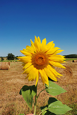 포토 JPG 해외이미지 식물 꽃 한송이 밭 자연 해바라기 사람없음 노란색 해외202004 해외포토 1 컬러 농업 생태계 송이 파일형식 이미지허브