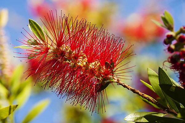 포토 JPG 해외이미지 나무 식물 꽃 잎 자연 사람없음 빨간색 초록색 개울 호주 관목 묘사 해외202004 해외포토 컬러 강 오세아니아 생태계 파일형식 이미지허브