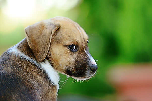포토 JPG 해외이미지 동물 응시 무기 포유류 생물 사람없음 반려동물 갈색 가축 힘 흰색 용기 수비 개 위험 테리어 직원 경계 근육질 송곳니 개암나무 경보 기르기 유래 해외202004 해외포토 나무 그릇 시선 컬러 컨셉 모션 근육 치아 몸매 돌봄 파일형식 이미지허브