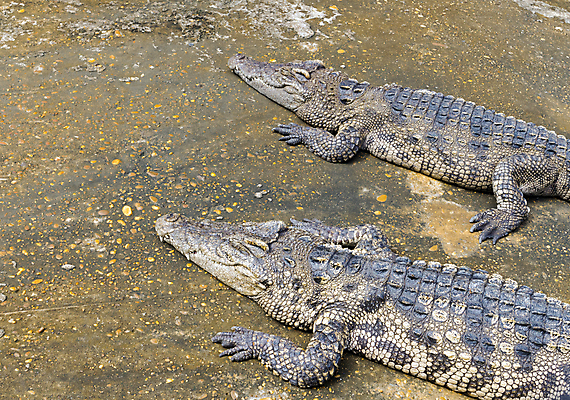 포토 JPG 해외이미지 동물 아시아 길 야생동물 백그라운드 패턴 파충류 아프리카 태국 자연 표면 생물 동물원 저울 사람없음 야외 초록색 물 농장 머리 흰색 신선 오픈 입 거친 황무지 호주 치아 위험 큼 무서움 피부 사냥 육식동물 악어 캄보디아 고립 해외202004 해외포토 자연요소 감정 나라 컬러 컨셉 무늬 농업 신체부위 소화기관 오세아니아 크기 생태계 파일형식 이미지허브