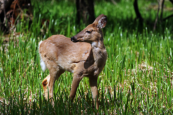 포토 JPG 해외이미지 나무 동물 계절 공원 야생동물 밭 포유류 자연 휴식 뿔 사람없음 야외 갈색 머리 쌓기 달러 흰색 나뭇가지 시골 숲 방목 바퀴자국 싱글 꼬리 사냥 귀 내추럴 동물상 아기사슴 암사슴 해외202004 해외포토 식물 공공시설 새끼 컬러 컨셉 돈 농업 자국 모션 사슴 신체부위 조형물 축산업 암컷 생태계 파일형식 이미지허브