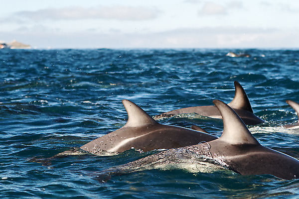 포토 JPG 해외이미지 동물 바다 사람없음 파란색 돌고래 뉴질랜드 해외202004 해외포토 컬러 포유류 수중동물 오세아니아 파일형식 이미지허브