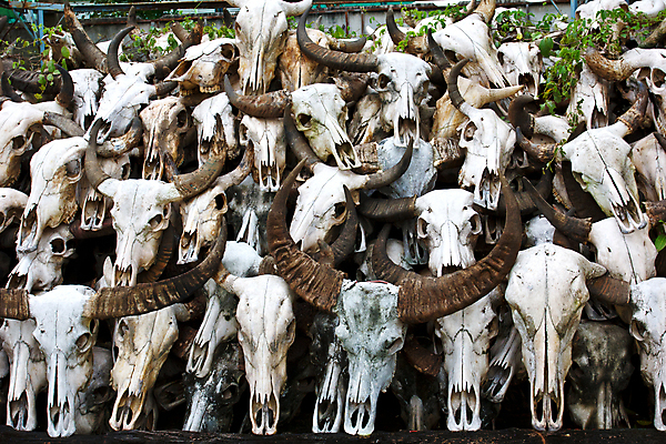 포토 JPG 해외이미지 동물 아시아 백그라운드 포유류 태국 자연 뿔 미술 사람없음 장식 머리 쌓기 죽음 그룹 소 무서움 심볼 황소 흙더미 옛날 특별함 해골모형 해외202004 해외포토 감정 나라 컨셉 모션 문화예술 신체부위 모형 흙 생태계 파일형식 더미 이미지허브