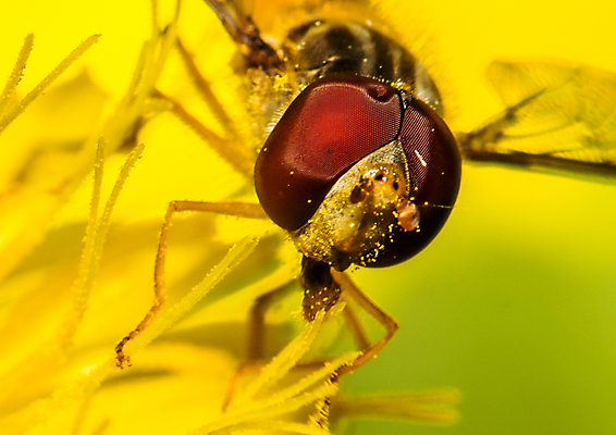 포토 JPG 해외이미지 동물 야생동물 곤충 날개 자연 사람없음 야외 닫기 꿀벌 수분 벌 묘사 꽃가루 꿀 해외202004 해외포토 모션 벌_곤충 가루 생태계 파일형식 이미지허브